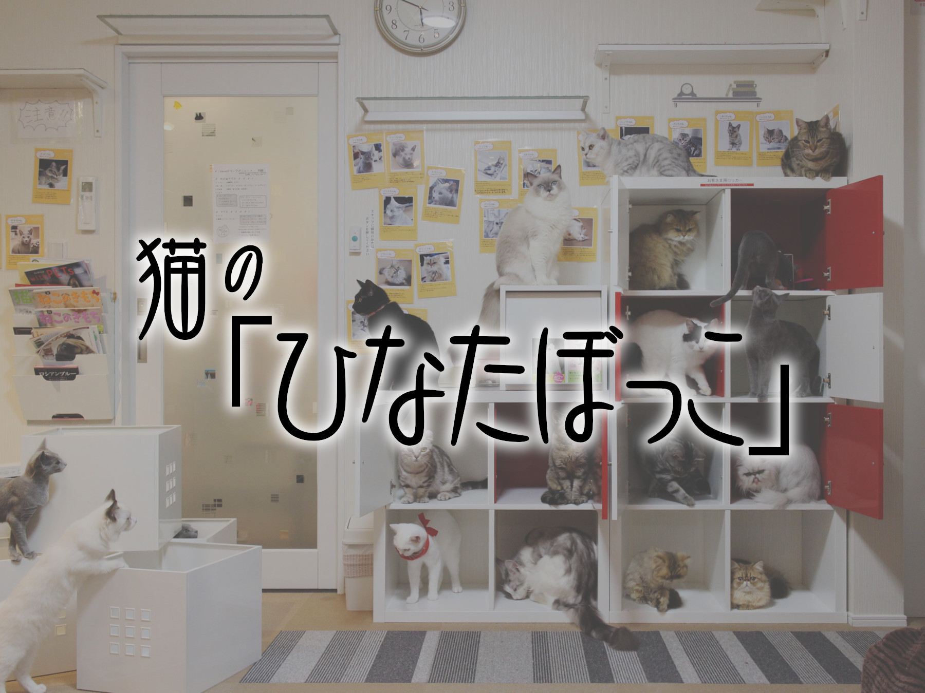 猫の「ひなたぼっこ」